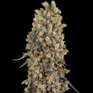 25033 - Atomic Blue Dream   5 u. fem. Sensi Seeds