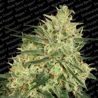 AH3F - Atomical Haze  3 u. fem. Paradise Seeds