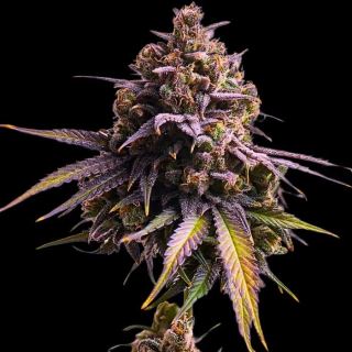 24129 - Auro RS11 -10 u. fem Empire Seeds