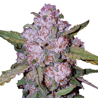 AURO - Aurora Indica 10 u. fem. Nirvana