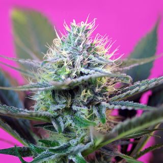 PRO1 - Auto + Speed   3+1 u. fem. Sweet Seeds