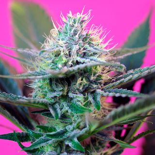 Auto + Speed 100 u. fem. Granel Profesionales Sweet Seeds