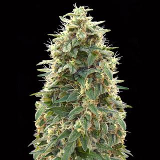 Auto 00 Cheese   3 u. fem. 00 Seeds