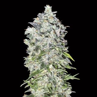 Auto 00 Kush   3 u. fem. 00 Seeds