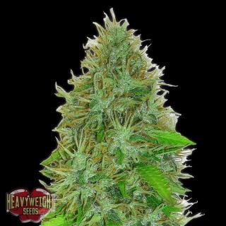 9644 - Auto 2 Fast 2 Vast  3 u. fem. Heavyweight Seeds