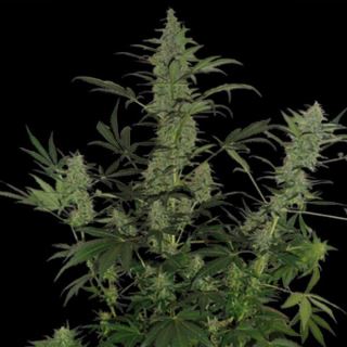 60DL - Auto 60 Day Lemon 3 u. fem. DNA Genetics