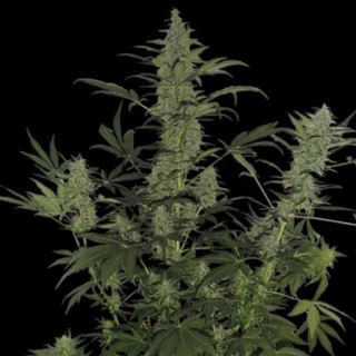 DL6 - Auto 60 Day Lemon 6 u. fem. DNA Genetics
