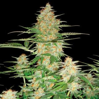 60D3 - Auto 60 Day Wonder 3 u. fem. DNA Genetics