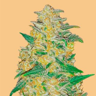 11564 - Auto AK  1 u. fem. FastBuds Seeds