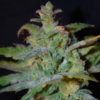 Auto AK  4 u. fem. Female Seeds