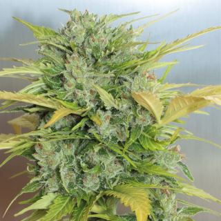 Auto AK 47 - 3 u. Fem. Serious Seeds