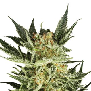 6010 - Auto AK 48 -  5 u. fem. Nirvana