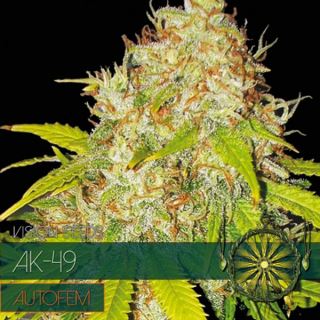 Auto AK 49 3 u. fem. Vision Seeds