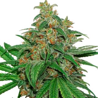 Auto AK420 fem.  3 u. Seedstockers