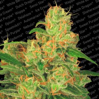 AAC3 - Auto Acid   3 u. fem. Paradise Seeds