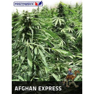 AEP1 - Auto Afghan Express  1 u. fem. Positronics