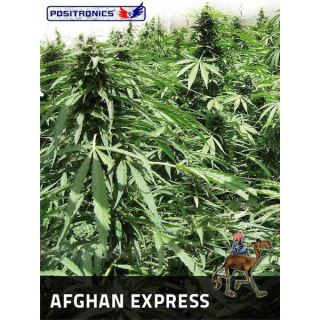 Auto Afghan Express  1 u. fem. Positronics Seeds