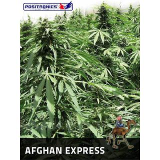 Auto Afghan Express  5 u. fem. Positronics Seeds