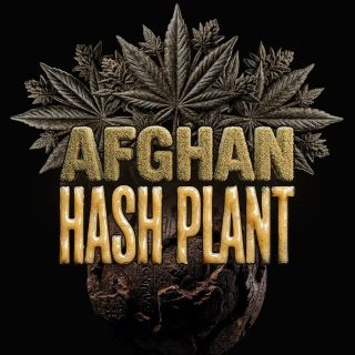 27391 - Auto Afghan Hash Plant   3 u. fem. Barney's