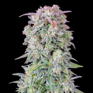 Auto Afghan Kush  1 u. fem. FastBuds Seeds