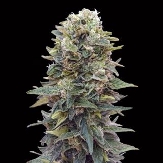 10708 - Auto Afghan Mass   3 u. fem. 00 Seeds