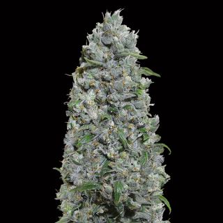 10709 - Auto Afghan Mass XXL   3 u. fem. 00 Seeds