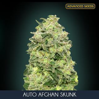 ASAAS3 - Auto Afghan Skunk   3 + 1 u. fem. Advanced Seeds