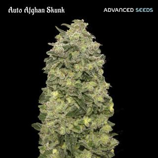 17130 - Auto Afghan Skunk   5 + 2 u. fem. Advanced Seeds