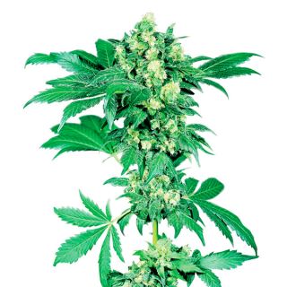 6571 - Auto Afghani # 1  10 u.  fem. Sensi Seeds