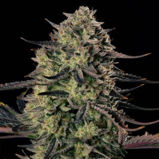 24738 - Auto Alien Gas XXL   5 ud Silent Seeds