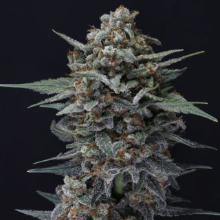 23314 - Auto Alien Snack 1 u. fem - USA Line- Pure Instinto