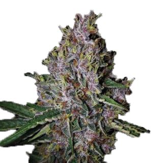 21122 - Auto Amaretto Tarmac fem. 25 u. Seedstockers Superior