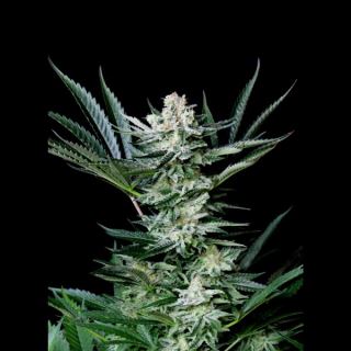 Auto Amazing 1u fem. Absolute Cannabis Seeds