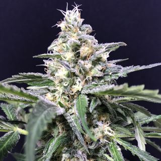 16397 - Auto Amazon Haze 1 u. fem R-Kiem Seeds