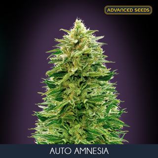 5548 - Auto Amnesia 10 + 3 u. fem. Advanced Seeds