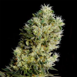 10628 - Auto Amnesia Bilbo 25 u. fem. Genehtik