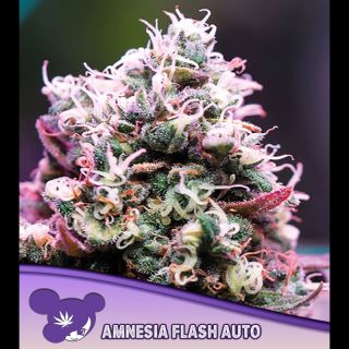 Auto Amnesia Flash  3 u. fem Anesia