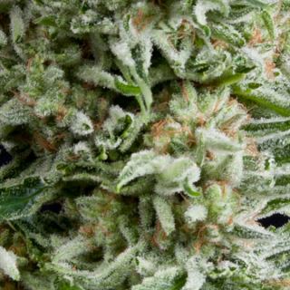 5433 - Auto Amnesia Gold  3  u. fem. Pyramid Seeds