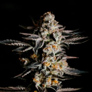 13903 - Auto Amnesia Haze  1 u. fem. Expert Seeds