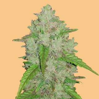 11568 - Auto Amnesia Haze  1 u. fem. FastBuds Seeds