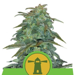 AMNE - Auto Amnesia Haze 10 u. fem. Royal Queen