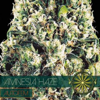 Auto Amnesia Haze 3 u. fem. Vision Seeds