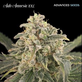 11921 - Auto Amnesia XXL   1 u. fem. Advanced Seeds