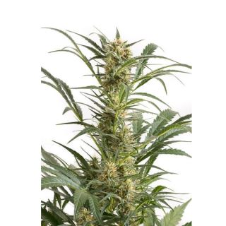 AA10D - Auto Amnesia XXL 10 u. fem. Dinafem