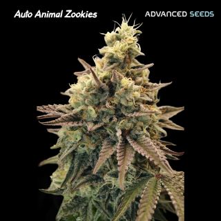 21668 - Auto Animal Zookies  1 u. fem. Advanced Seeds