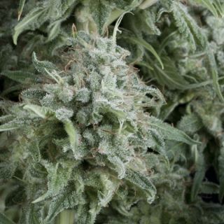 5409 - Auto Anubis  3 u. fem. Pyramid Seeds