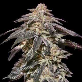 27373 - Auto Apple Bananas   1 u. fem. 00 Seeds