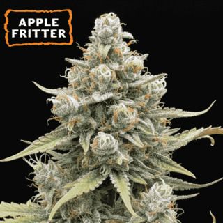 25498 - Auto Apple Fritter  fem.   15 u. Seedstockers