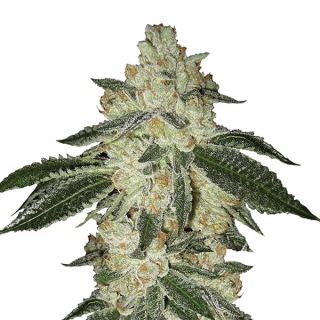 14631 - Auto Aurora Indica   5 u. fem. Nirvana