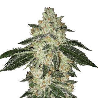 14632 - Auto Aurora Indica  10 u. fem. Nirvana